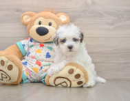 7 week old Havapoo Puppy For Sale - Windy City Pups