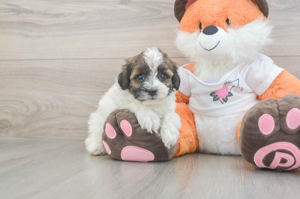 5 week old Havapoo Puppy For Sale - Windy City Pups