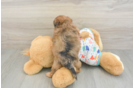 Petite Havapoo Poodle Mix Pup