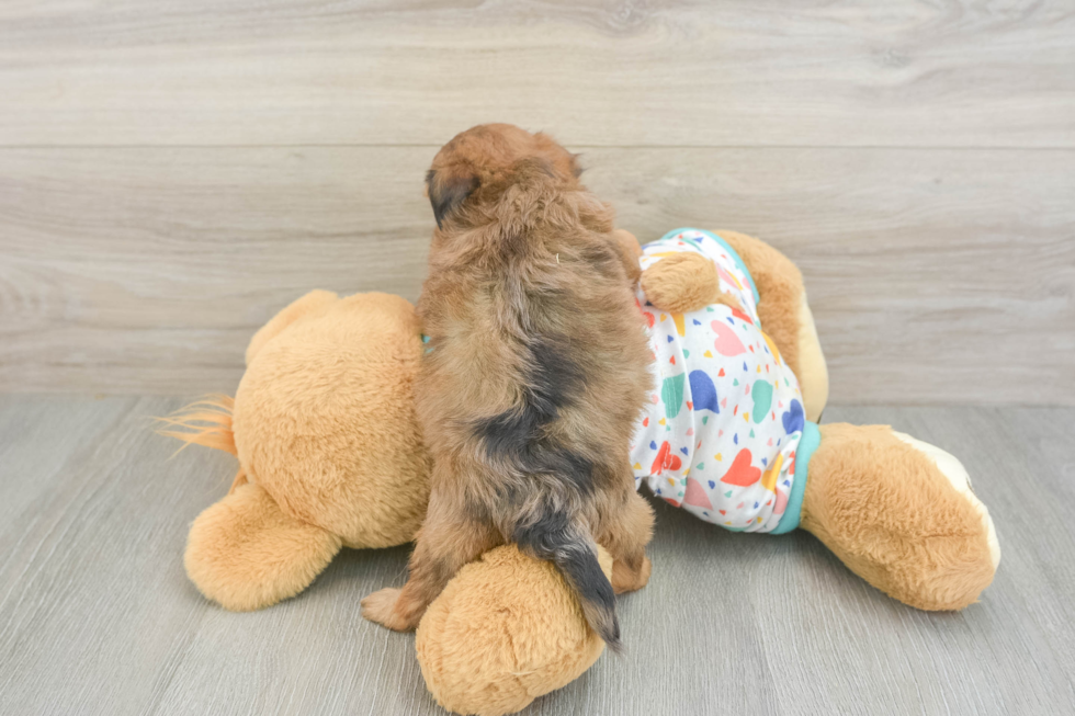 Petite Havapoo Poodle Mix Pup