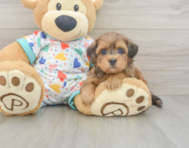 8 week old Havapoo Puppy For Sale - Windy City Pups