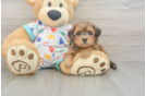Cute Havapoo Baby
