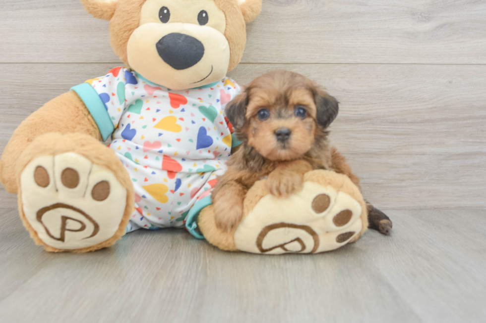 Cute Havapoo Baby