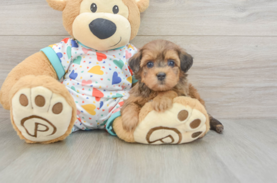 Cute Havapoo Baby