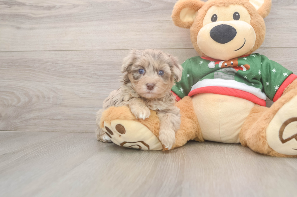 5 week old Havapoo Puppy For Sale - Windy City Pups