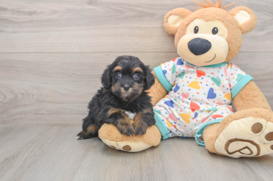 Havapoo Pup Being Cute