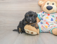 7 week old Havapoo Puppy For Sale - Windy City Pups