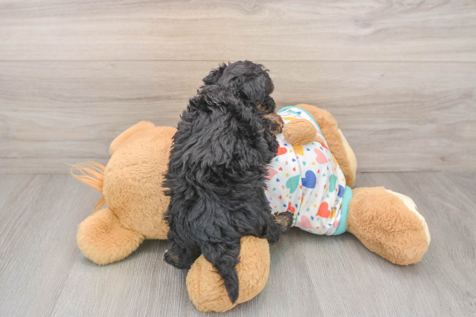 Fluffy Havapoo Poodle Mix Pup