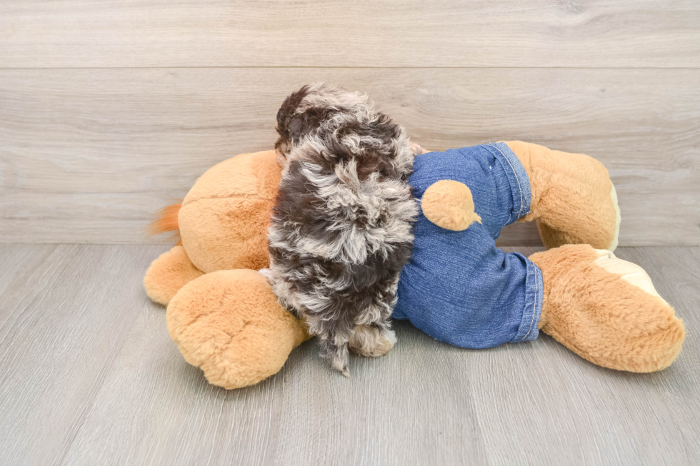 Havapoo Puppy for Adoption