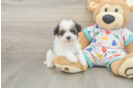 Best Havapoo Baby
