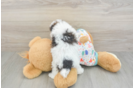 Petite Havapoo Poodle Mix Pup
