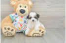 Energetic Havadoodle Poodle Mix Puppy