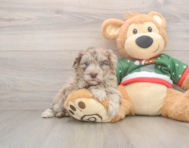 6 week old Havapoo Puppy For Sale - Windy City Pups