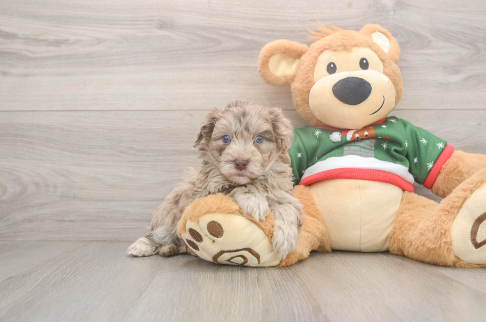 5 week old Havapoo Puppy For Sale - Windy City Pups