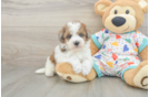 Havapoo Puppy for Adoption