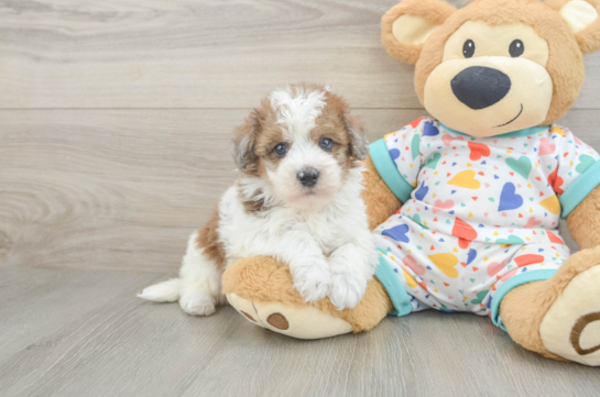 Havapoo Puppy for Adoption