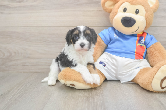 5 week old Havapoo Puppy For Sale - Windy City Pups Best Havapoo Baby