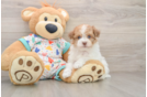 Smart Havapoo Poodle Mix Pup