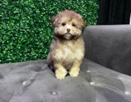 12 week old Havapoo Puppy For Sale - Windy City Pups