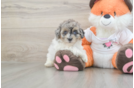 Havapoo Pup Being Cute