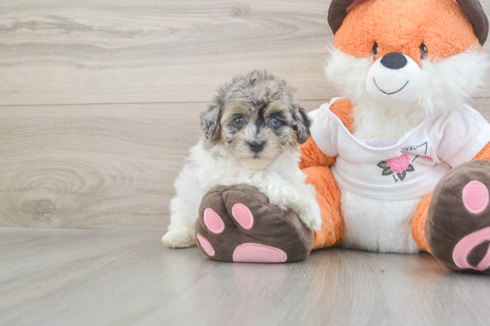 Havapoo Pup Being Cute