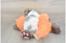 Best Havapoo Baby