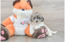 Havapoo Puppy for Adoption
