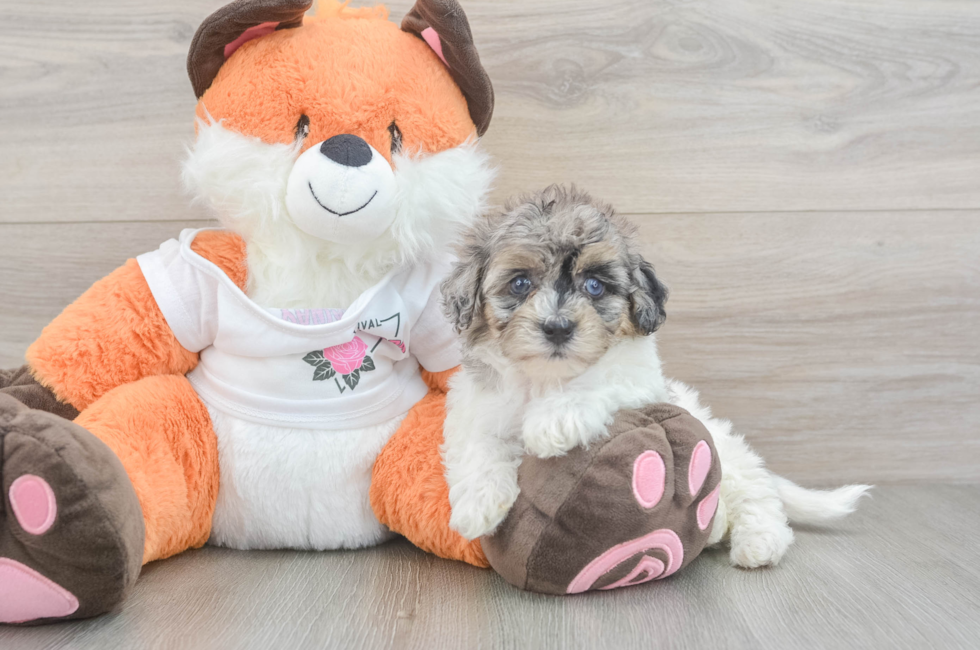 5 week old Havapoo Puppy For Sale - Windy City Pups