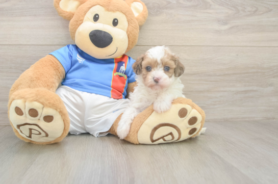 5 week old Havapoo Puppy For Sale - Windy City Pups Petite Havapoo Poodle Mix Pup