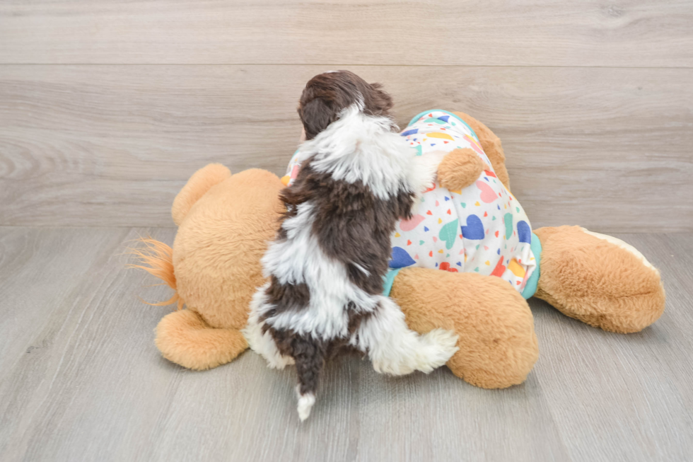 Havapoo Pup Being Cute