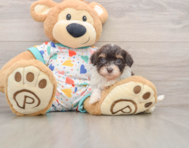 8 week old Havapoo Puppy For Sale - Windy City Pups