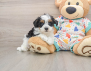 8 week old Havapoo Puppy For Sale - Windy City Pups