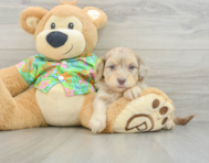 8 week old Havapoo Puppy For Sale - Windy City Pups