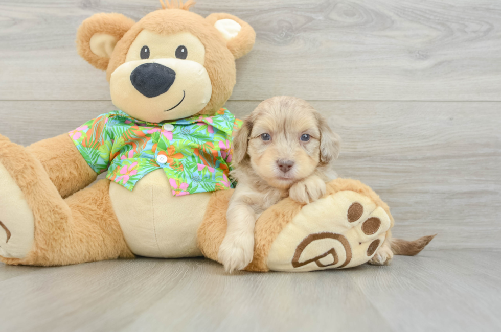 5 week old Havapoo Puppy For Sale - Windy City Pups