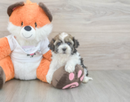 9 week old Havapoo Puppy For Sale - Windy City Pups