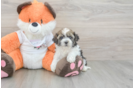 Havapoo Pup Being Cute