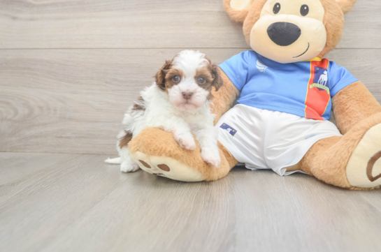 5 week old Havapoo Puppy For Sale - Windy City Pups Havapoo Puppy for Adoption