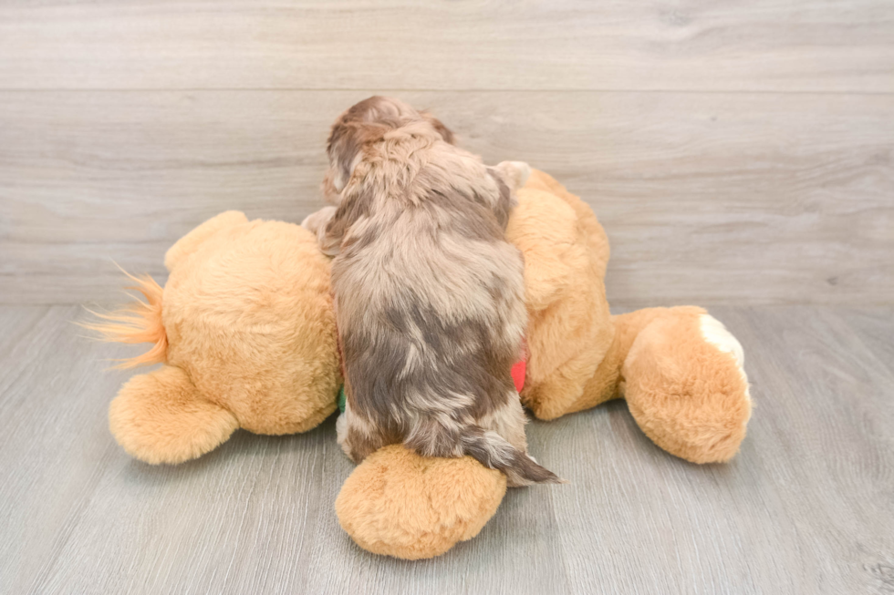 Havapoo Pup Being Cute