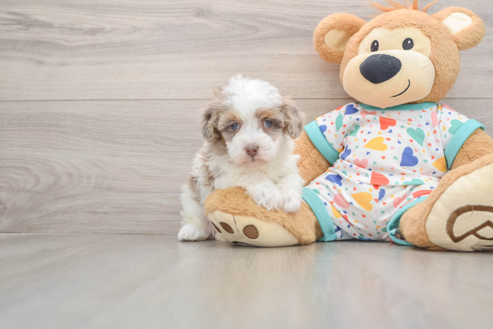 Havapoo Pup Being Cute