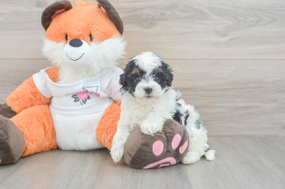 5 week old Havapoo Puppy For Sale - Windy City Pups