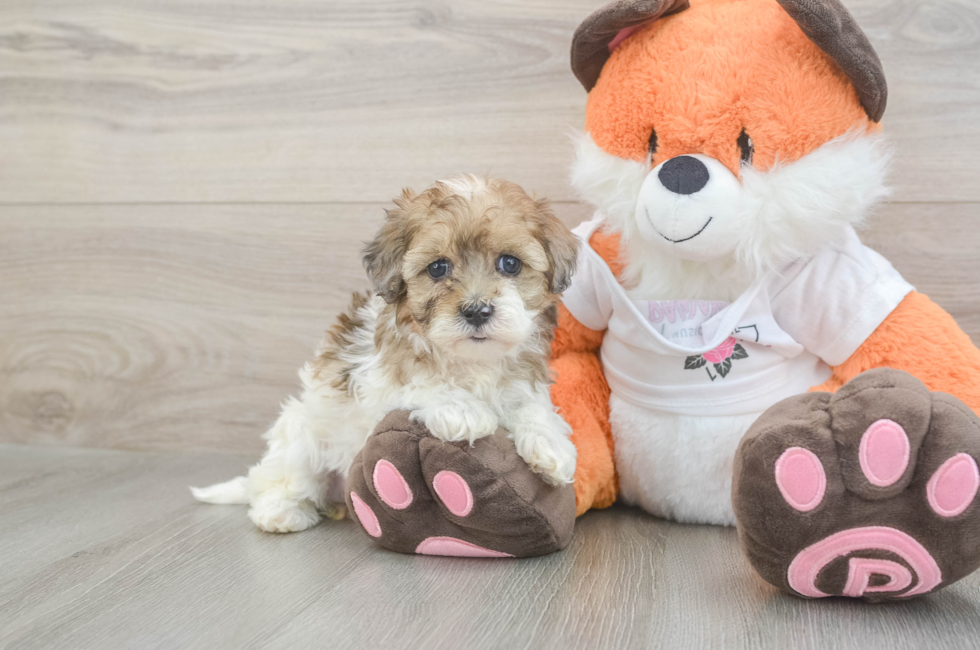 5 week old Havapoo Puppy For Sale - Windy City Pups