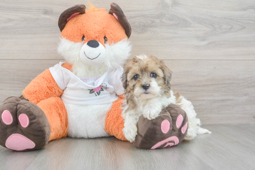 Havapoo Puppy for Adoption