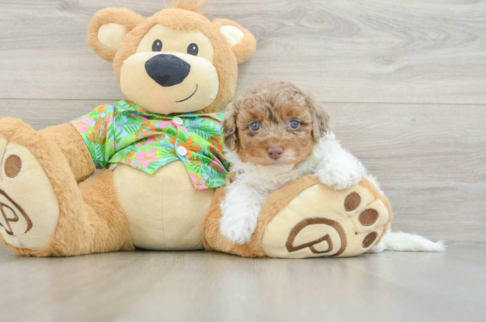 5 week old Havapoo Puppy For Sale - Windy City Pups