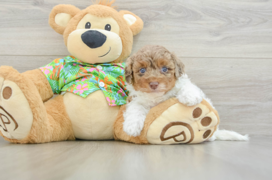 Havapoo Pup Being Cute
