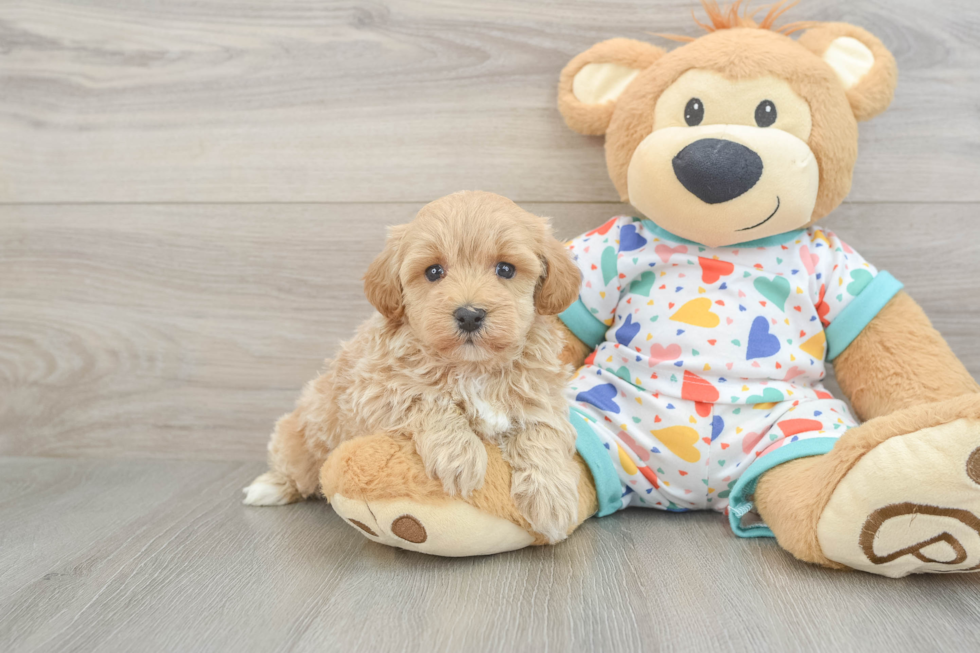 Havapoo Puppy for Adoption