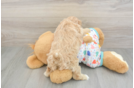 Havapoo Puppy for Adoption