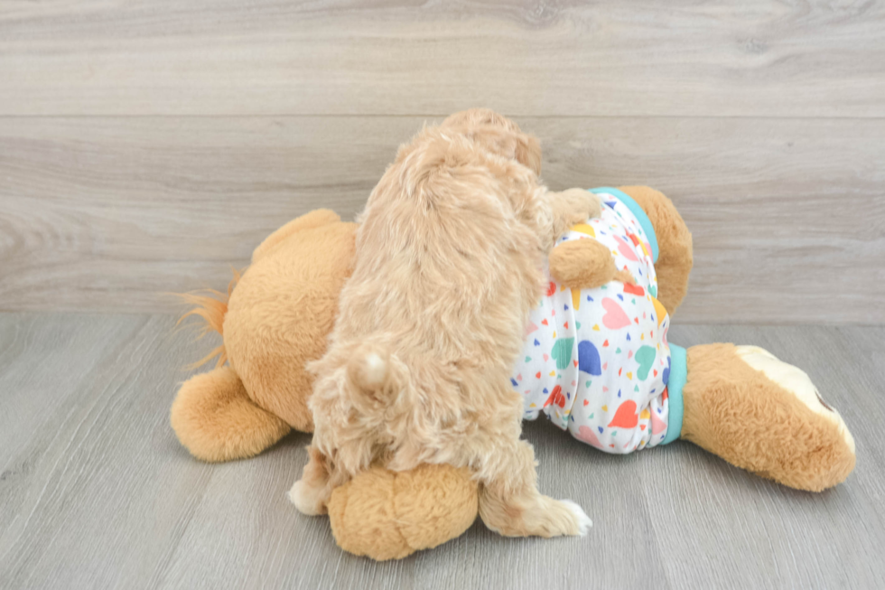 Havapoo Puppy for Adoption