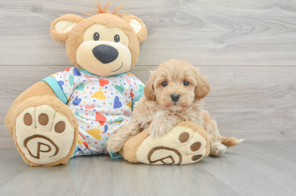 5 week old Havapoo Puppy For Sale - Windy City Pups