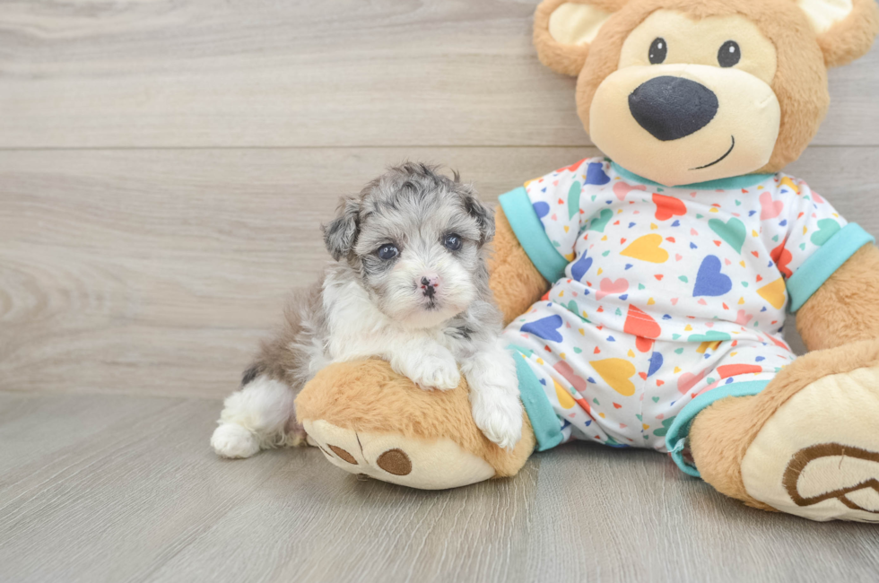 5 week old Havapoo Puppy For Sale - Windy City Pups