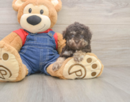 7 week old Havapoo Puppy For Sale - Windy City Pups